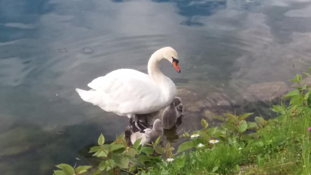 Apartments Olip Bled Zewnętrze zdjęcie